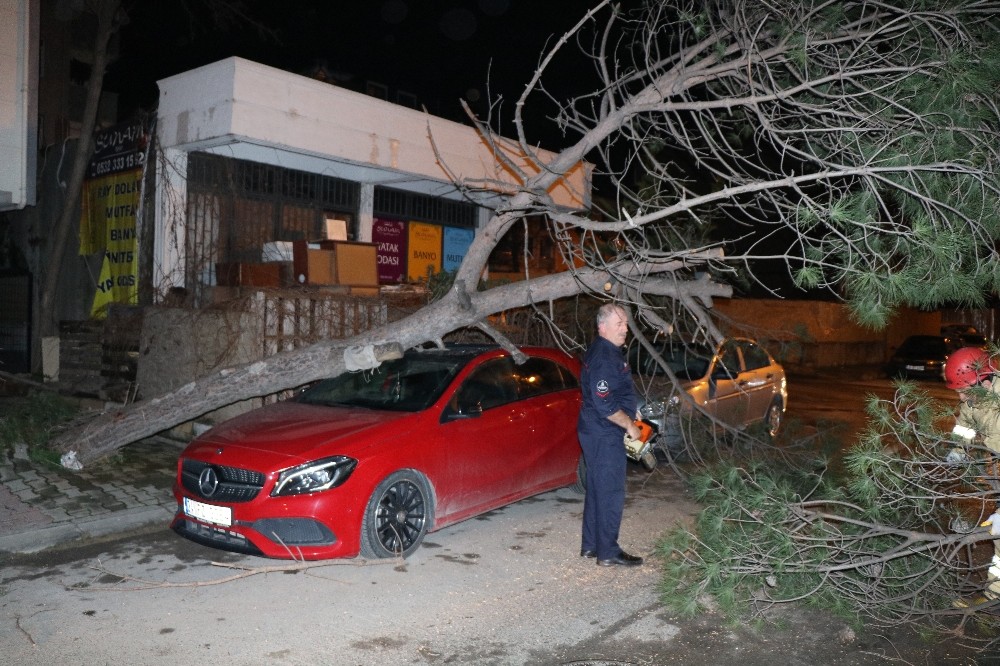 Kökü çürüyen ağaç, lüks otomobilin üstüne devrildi
