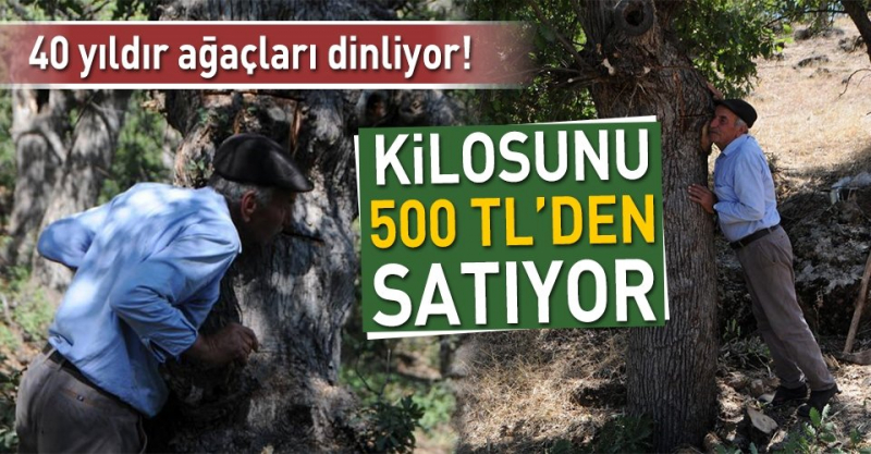 40 Yıldır Ağaçları Dinliyor!