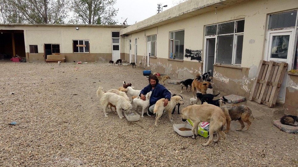 Hastane yemek artıkları sokak hayvanlarına gidiyor