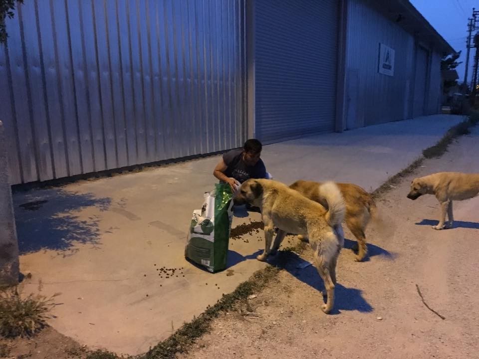 Herkes iftar yaparken onlar sokak hayvanlarını besliyor