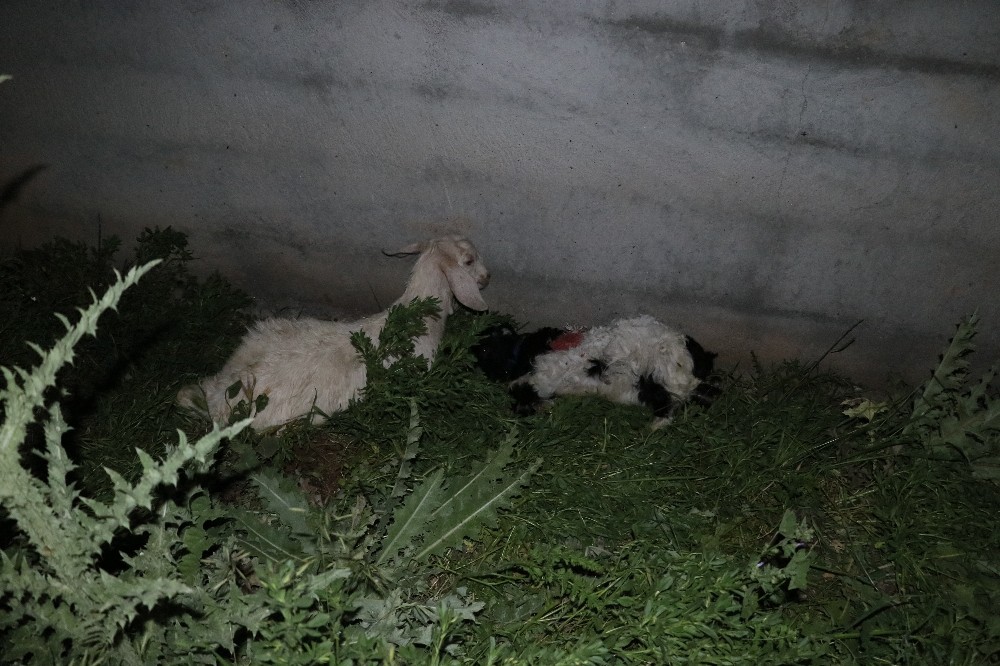 Sokak köpekleri saldırdı 3 oğlak telef oldu