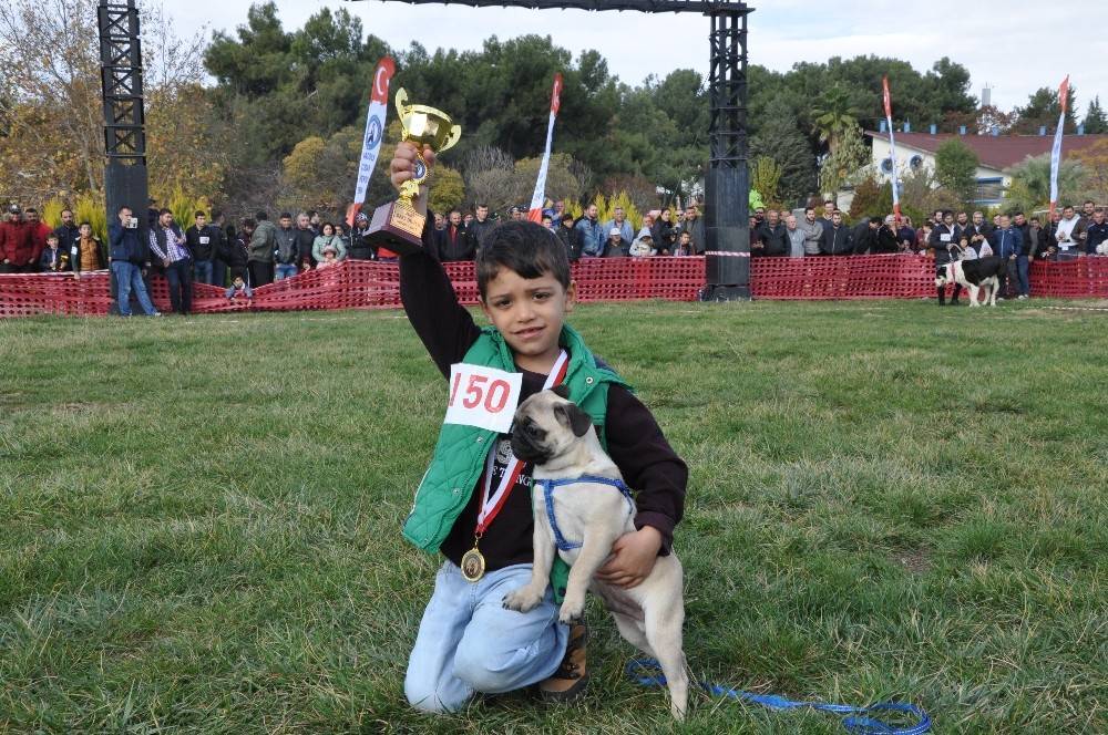 Köpeklerin güzellik yarışması finali İzmir’de yapıldı