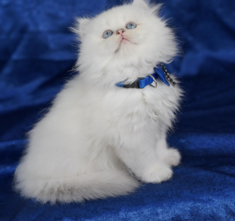 British Shorthair Kedilerinin Özellikleri Nelerdir?