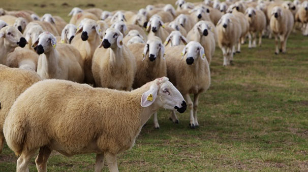 Köyüne Dönen Vatandaşa 300 koyun+maaş