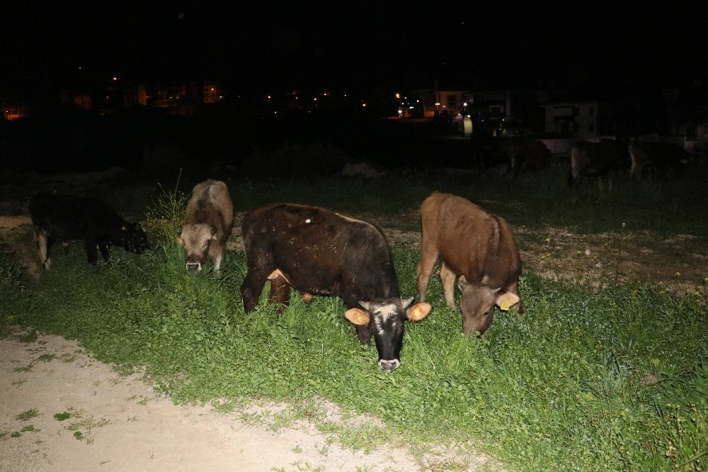 Çoban uyuya kaldı inekler şehre indi