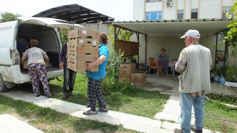 Burhaniye Türkiye’nin stevia üretim merkezi oldu