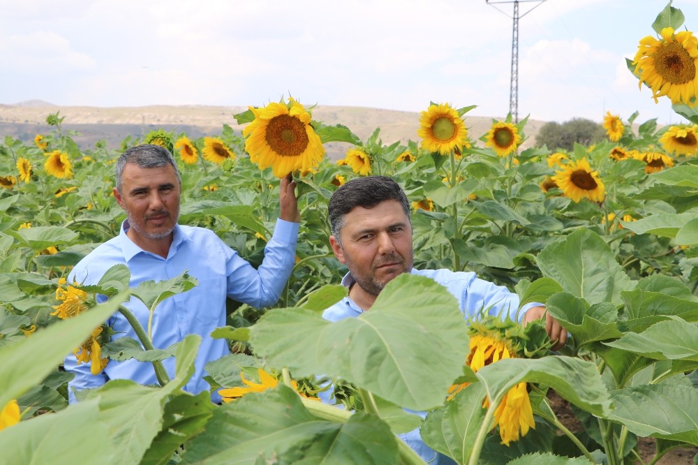 Çin Türkiye’yi çekirdek ile vurdu