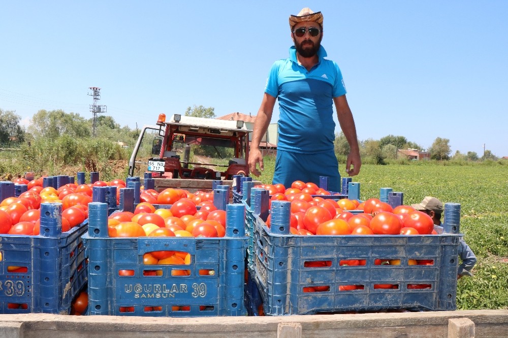 Bafra’da yetişen domates tüketicinin imdadına yetişti