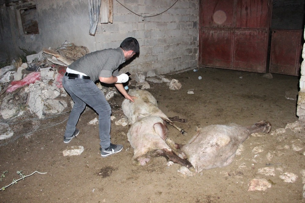 Ağıldaki koyunlara saldıran sokak köpekleri 3 koyunu telef etti