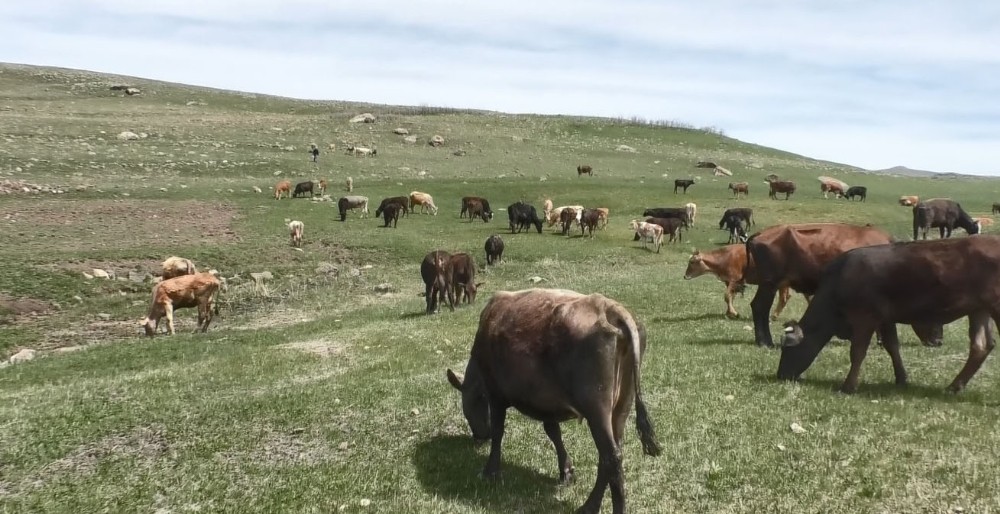 60 bin liraya çoban bulamıyorlar