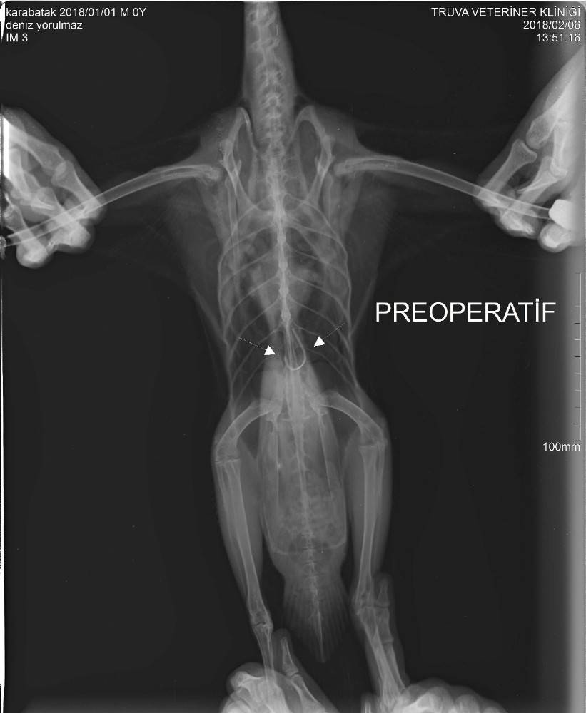 Ördeğin midesindeki olta iğneleri 3 saatlik ameliyatla çıkarıldı