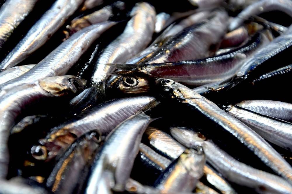 Balıkçılar ″Bu yıl Hamsi avı olmadı″ diyor ama uzmanlar aksini söylüyor