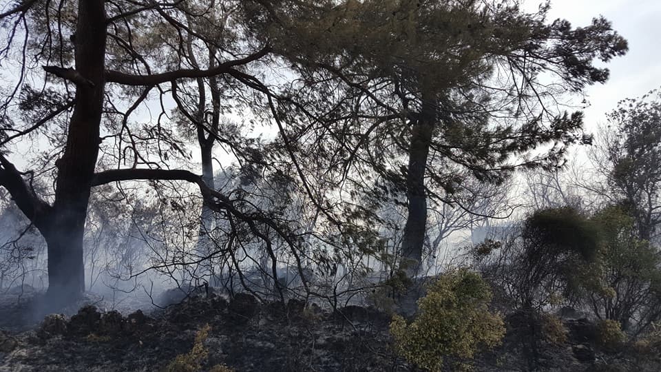 Antalya orman yangını seralara sıçramadan söndürüldü