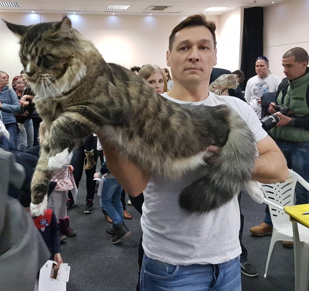Macaristan’da Kedi Güzellik Yarışması