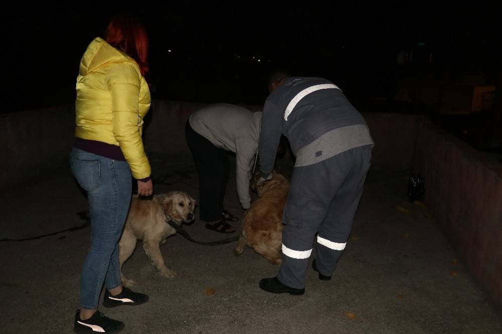 Köpeklerini kemerle döven şahıs gözaltına alındı