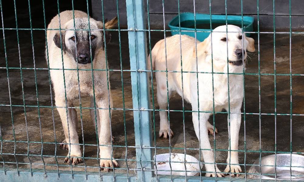 Polatlı’dan gelen köpekler sağlıklarına kavuşuyor